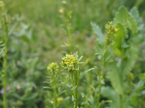 Mediterranean Rocket (Sisymbrium runcinatum)