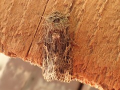 Spodoptera praefica