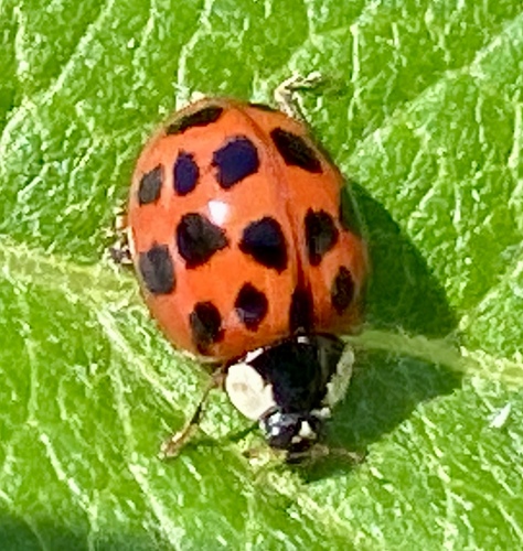 iNaturalist observation photo of Asian Lady Beetle