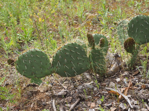 Image of Opuntia orbiculata by (c) Augustin Soulard, some rights reserved (CC BY)