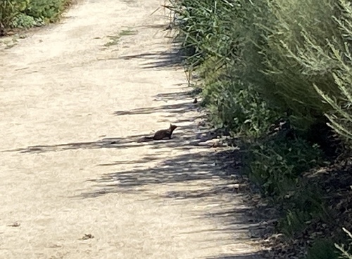 iNaturalist observation photo of California Ground Squirrel