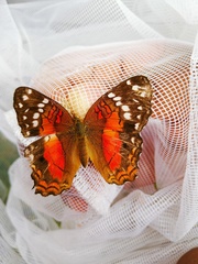 Anartia amathea