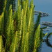 Common Mare's Tail - Photo (c) Eric Hough, some rights reserved (CC BY-NC), uploaded by Eric Hough