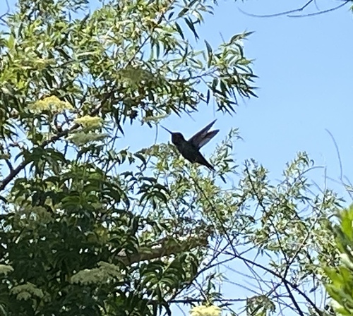 iNaturalist observation photo of Anna's Hummingbird
