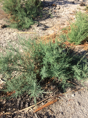 Tamarix ramosissima