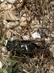 Neotibicen latifasciatus