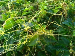 Cuscuta campestris