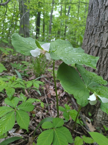 Image of Trillium flexipes by no rights reserved