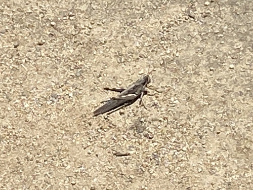 iNaturalist observation photo of Gray Bird Grasshopper