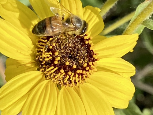 iNaturalist observation photo of Western Honey Bee