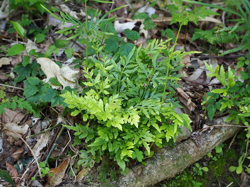 Image of Slender Brake (Pteris ensiformis) by no rights reserved