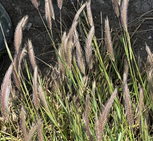 Image of Meadow Barley (Hordeum brachyantherum) by (c) Barbara Banfield, some rights reserved (CC BY)
