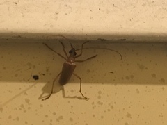 Centrodera