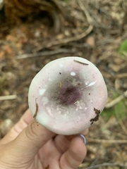 Russula nitida