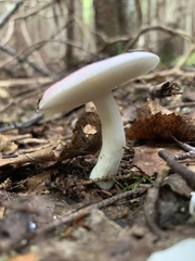 Russula nitida