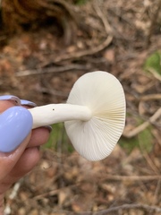 Russula nitida