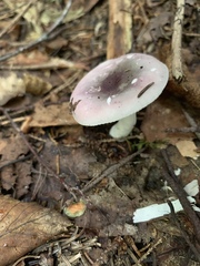 Russula nitida