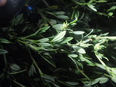 Magnoliopsida