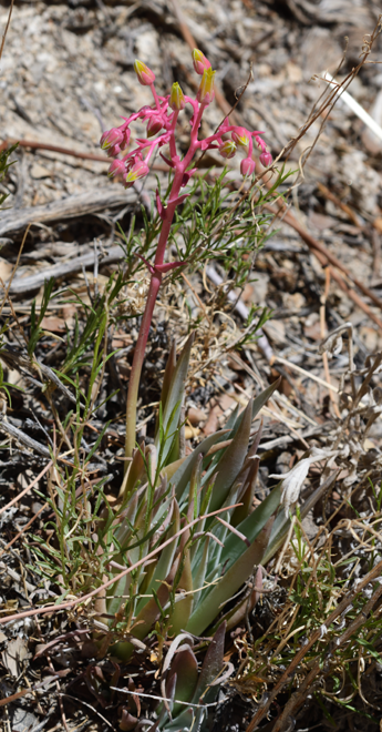 Image of Dudleya saxosa by (c) smeckert, some rights reserved (CC BY)