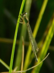 Ischnura damula
