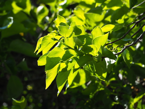 Image of Diospyros kaki by no rights reserved