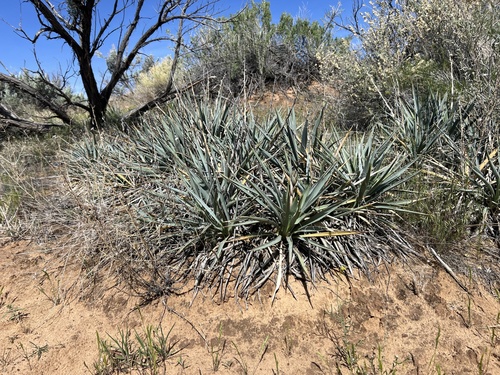 Yucca sterilis