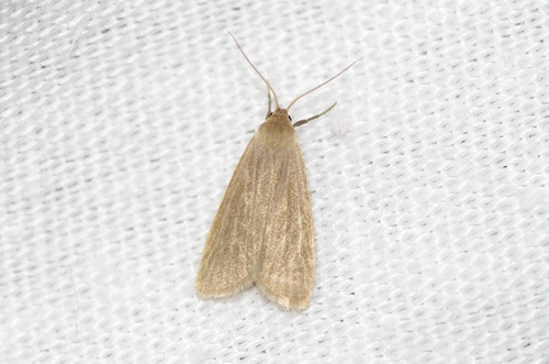 Pseudokatha rungsi