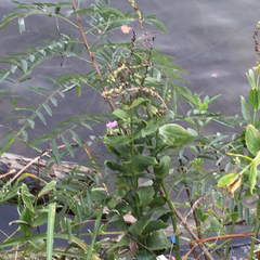 Physostegia correllii