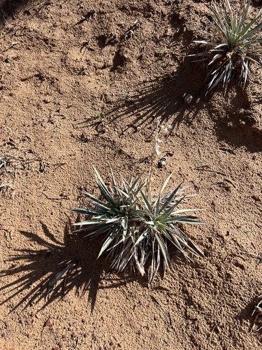Yucca sterilis