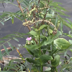 Physostegia correllii
