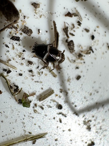 Criomorphus albomarginatus