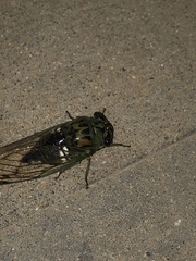 Neotibicen latifasciatus