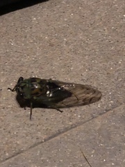 Neotibicen latifasciatus