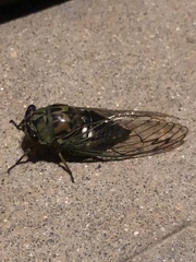 Neotibicen latifasciatus