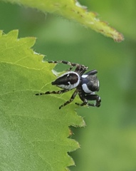 Dendryphantes zygoballoides