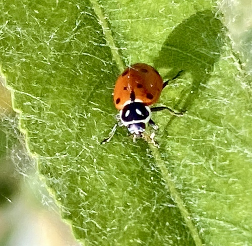 iNaturalist observation photo of Convergent Lady Beetle
