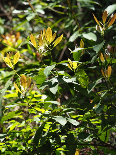 Image of Machilus zuihoensis by no rights reserved