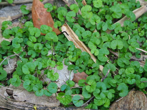 Image of Dichondra micrantha by no rights reserved