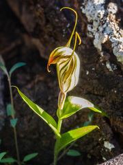 Pterostylis robusta