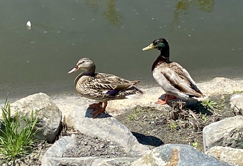 iNaturalist observation photo of Mallard