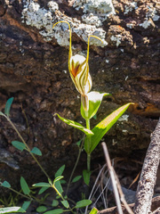 Pterostylis robusta
