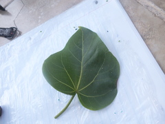 Thespesia populnea