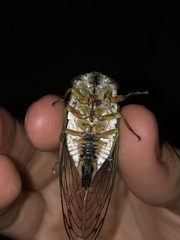 Neotibicen latifasciatus