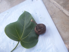 Thespesia populnea