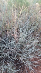 Ephedra antisyphilitica