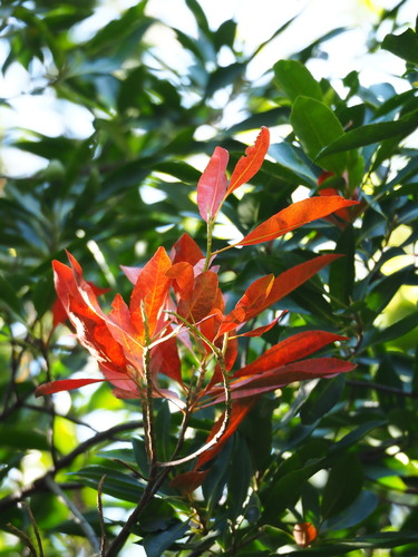 Image of Elaeocarpus decipiens by no rights reserved