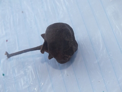Thespesia populnea