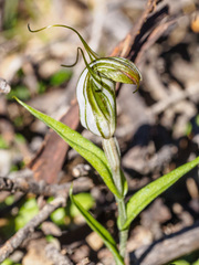 Pterostylis robusta
