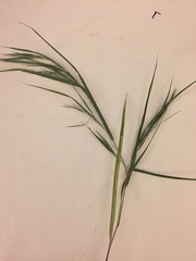 Dichanthelium angustifolium
