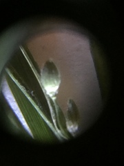 Dichanthelium angustifolium